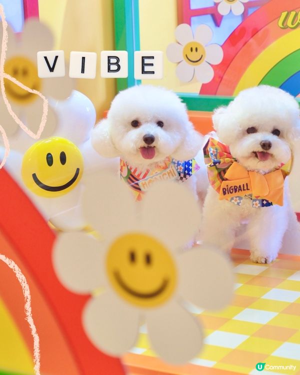 .𝑤𝑖𝑔𝑔𝑙𝑒 𝑤𝑖𝑔𝑔𝑙𝑒 ✿🌈