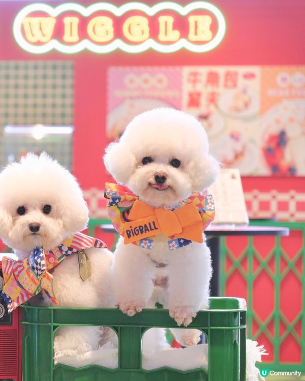 .𝑤𝑖𝑔𝑔𝑙𝑒 𝑤𝑖𝑔𝑔𝑙𝑒 ✿🌈