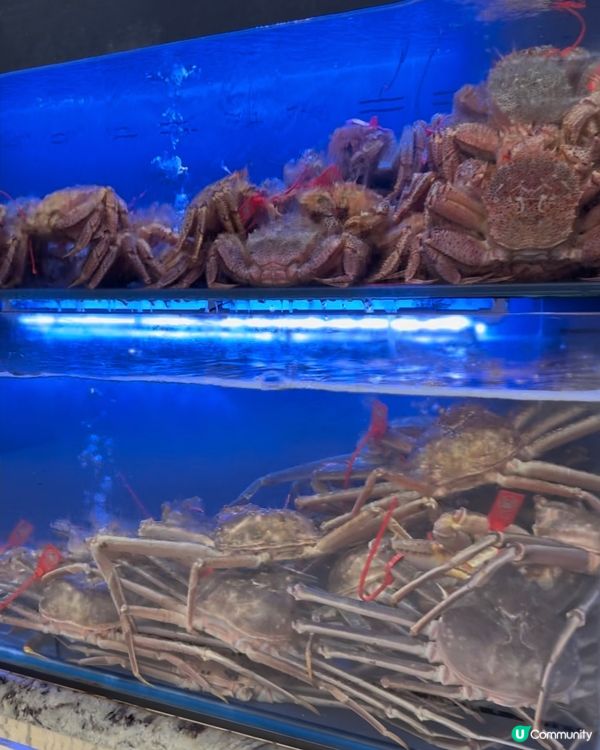 🦀深圳福田超高性價比高級蟹宴！780蚊食原隻松葉蟹！🤤