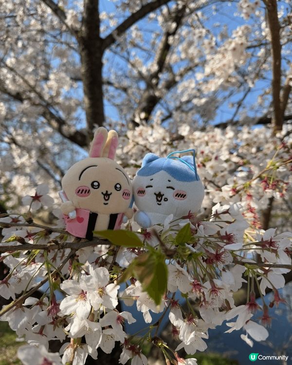 相片中嘅為食小八，係我係日本用左$10夾既公仔，超級開心。開...