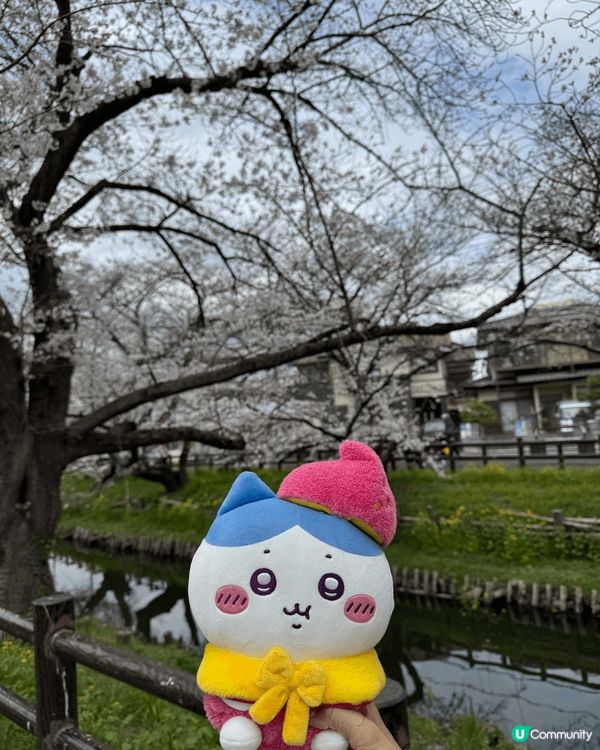 相片中嘅為食小八，係我係日本用左$10夾既公仔，超級開心。開...