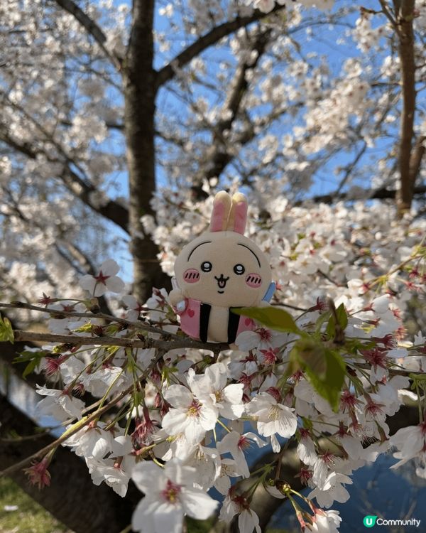 相片中嘅為食小八，係我係日本用左$10夾既公仔，超級開心。開...