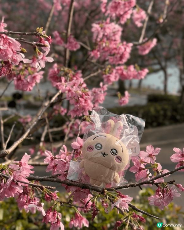 鐘意帶住Chiikawa 公仔周圍旅行打卡影相～亦都鐘意搭配...