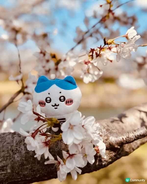 努力打工賺錢買到相機嘅小八，一定要帶住佢，周遊列國，遊世界，...