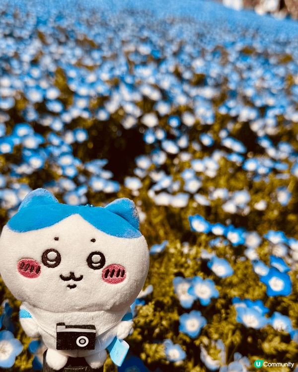 努力打工賺錢買到相機嘅小八，一定要帶住佢，周遊列國，遊世界，...