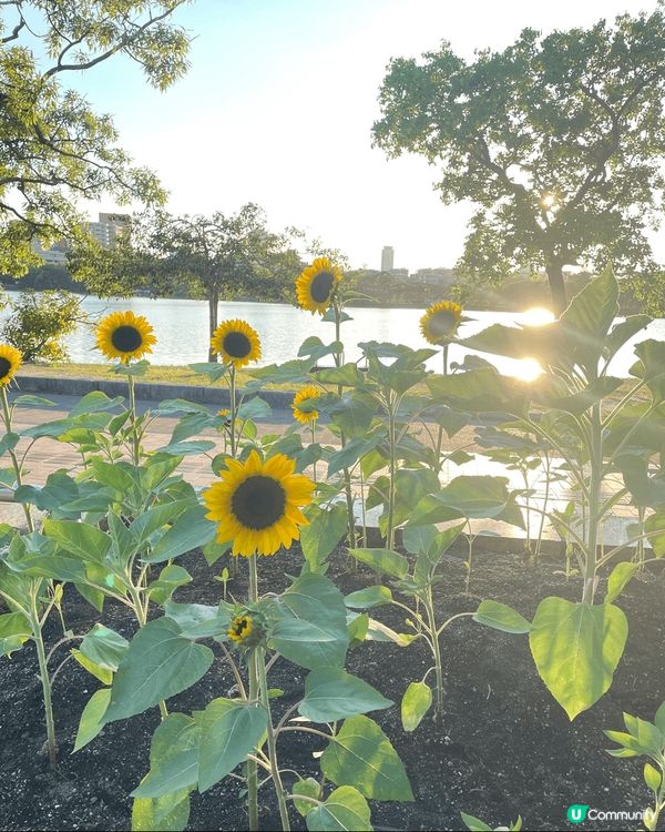 今次夏天到福岡旅行，食到好好食的沾面，兼虎的豚骨魚介沾面好掛...