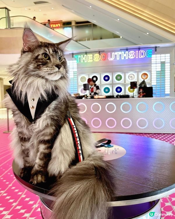 黃竹坑貓貓藝術遊！🐾 夏日打卡chill爆！