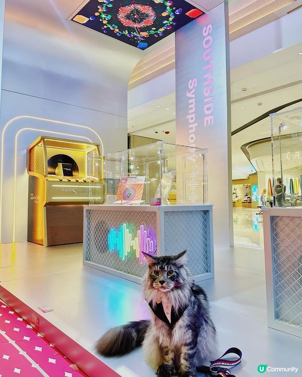 黃竹坑貓貓藝術遊！🐾 夏日打卡chill爆！