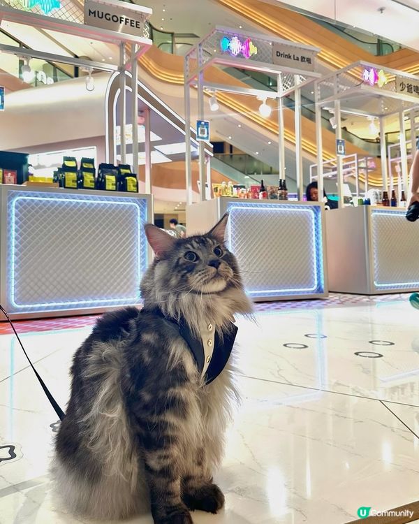 黃竹坑貓貓藝術遊！🐾 夏日打卡chill爆！