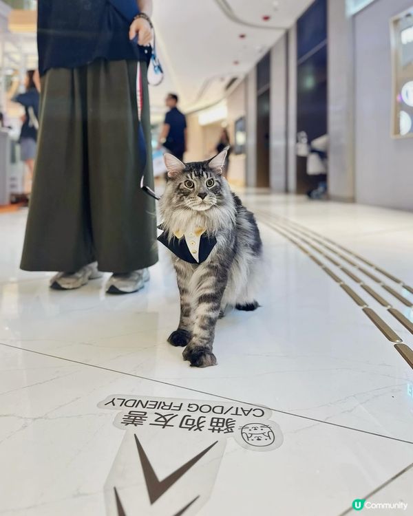 黃竹坑貓貓藝術遊！🐾 夏日打卡chill爆！