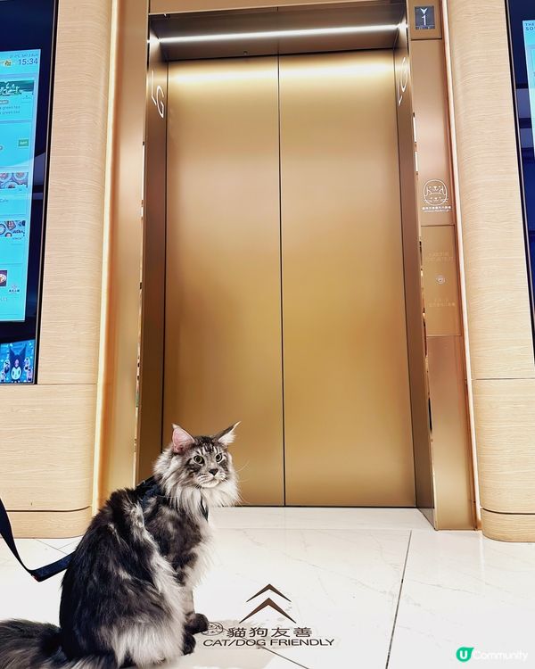 黃竹坑貓貓藝術遊！🐾 夏日打卡chill爆！