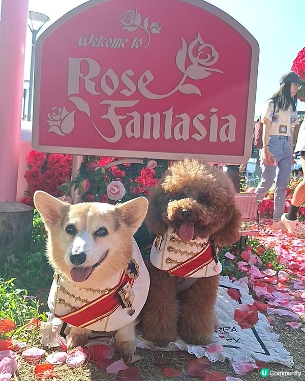 8月玫瑰園打卡送花！🌹 快啲嚟！