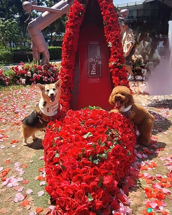 8月玫瑰園打卡送花！🌹 快啲嚟！