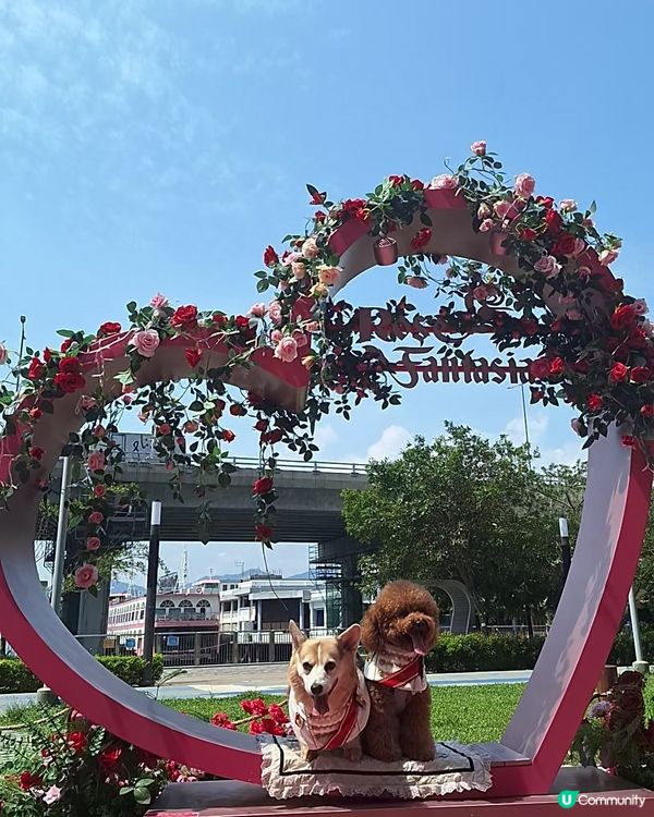 8月玫瑰園打卡送花！🌹 快啲嚟！