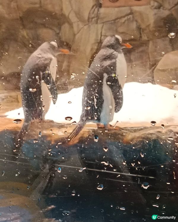 海洋公園企鵝館