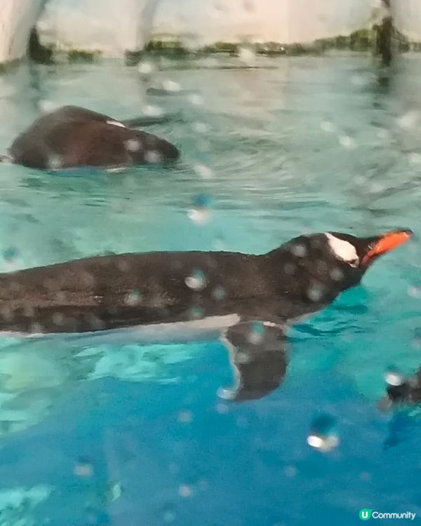  海洋公園企鵝館