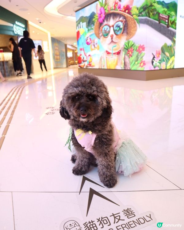 THE SOUTHSIDE 貓狗友善商場