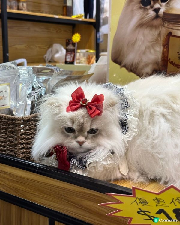 每年暑假好去處-香港貓咪博覽會2025