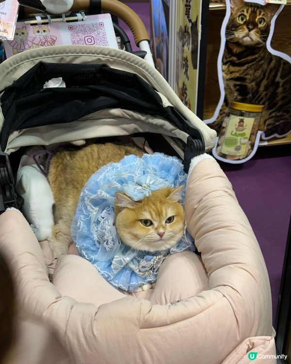 每年暑假好去處-香港貓咪博覽會2025