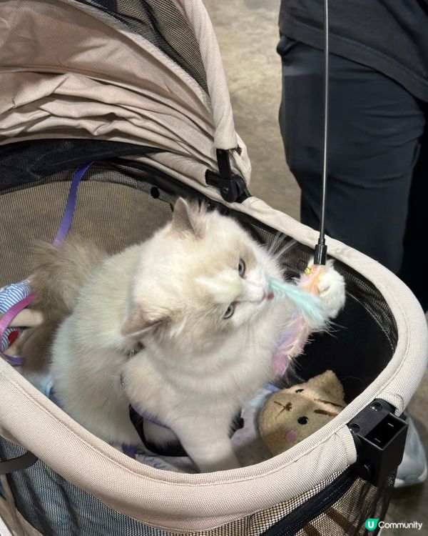 每年暑假好去處-香港貓咪博覽會2025