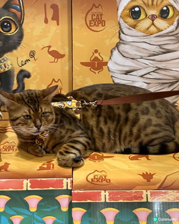 每年暑假好去處-香港貓咪博覽會2025