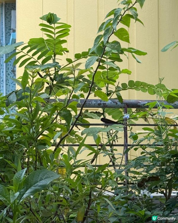 隱世花園