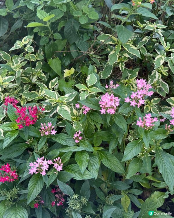 隱世花園