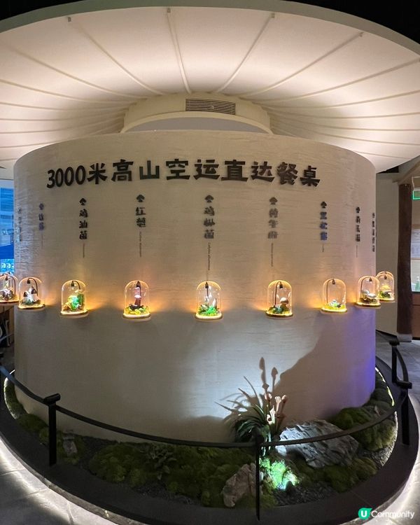 深圳食菇菌火鍋🤤！北上先有得食！🍄