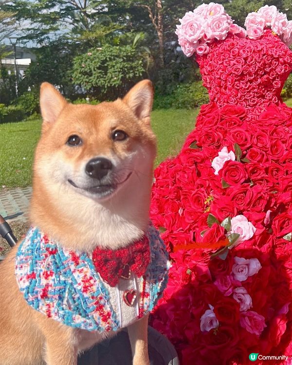 🌹Rose Fantasia 盛夏玫瑰奇緣 限定活動