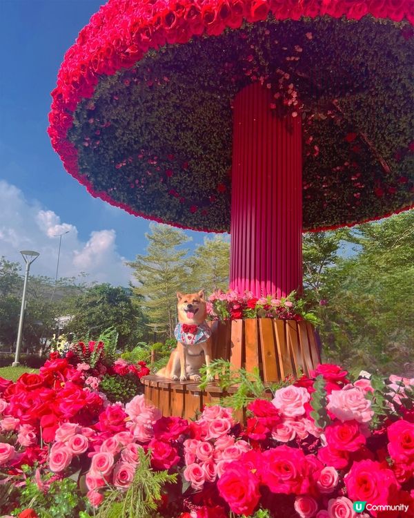 🌹Rose Fantasia 盛夏玫瑰奇緣 限定活動