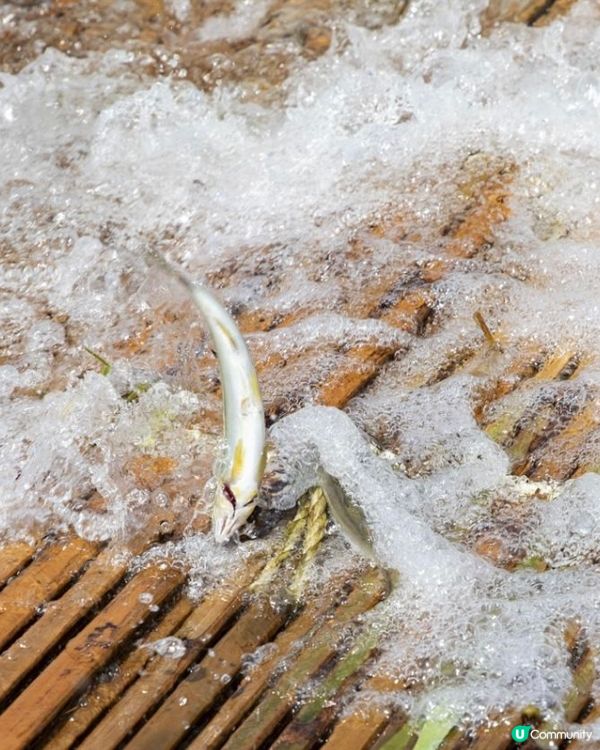 夏日捉魚燒烤親子樂🩷