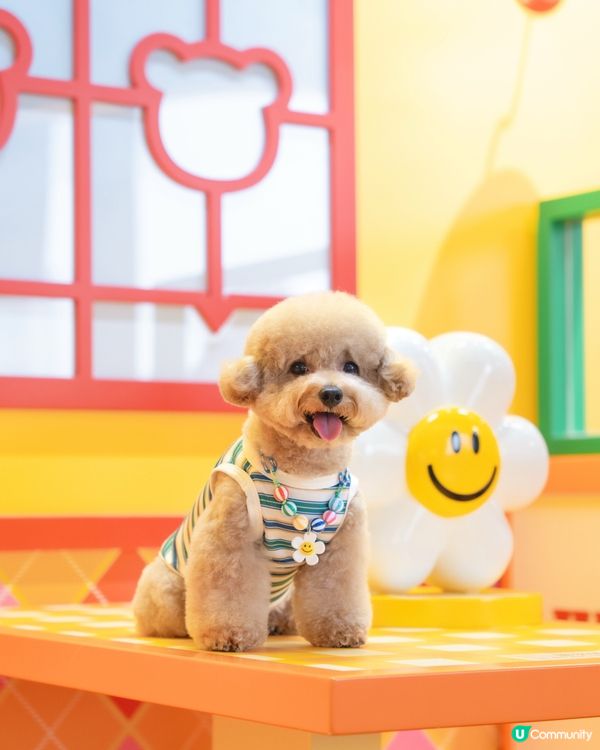  💛🧡𝓦𝓲𝓰𝓰𝓵𝓮 𝓦𝓲𝓰𝓰𝓵𝓮 🌈