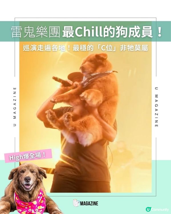 雷鬼樂團最chill的狗成員！ 巡演走遍各地！最穩的「C位」非牠莫屬