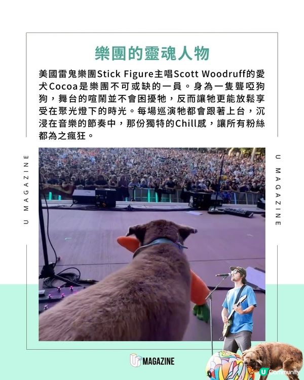雷鬼樂團最chill的狗成員！ 巡演走遍各地！最穩的「C位」非牠莫屬