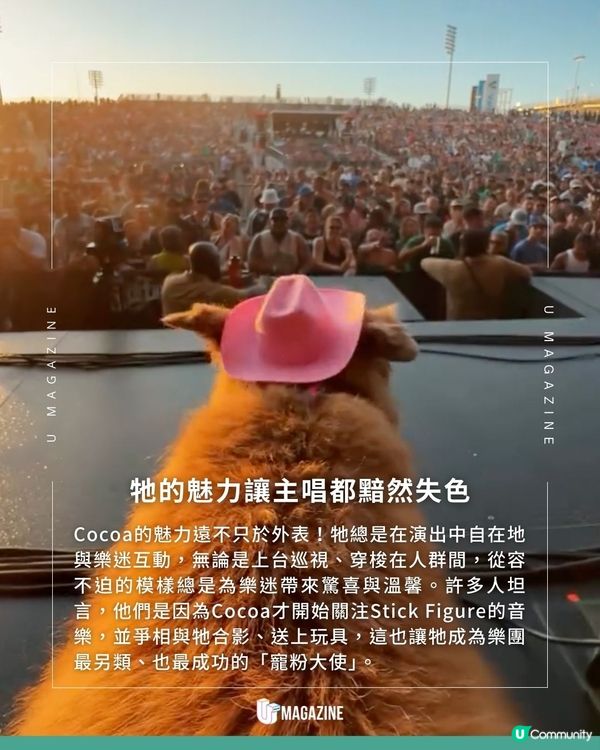 雷鬼樂團最chill的狗成員！ 巡演走遍各地！最穩的「C位」非牠莫屬