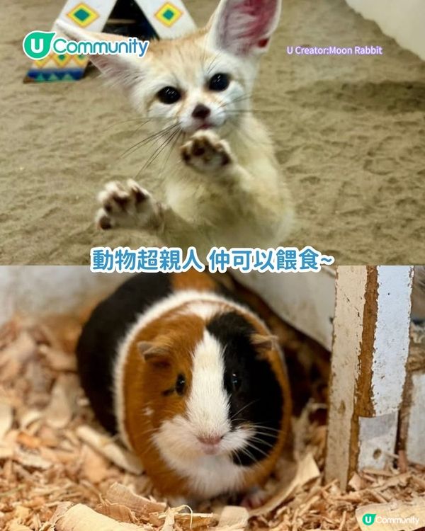 東京超好玩親子景點5選 帶小朋友去KidZania職業體驗／近郊牧場動物互動！