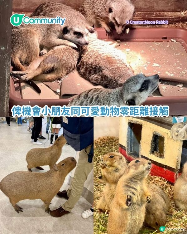 東京超好玩親子景點5選 帶小朋友去KidZania職業體驗／近郊牧場動物互動！