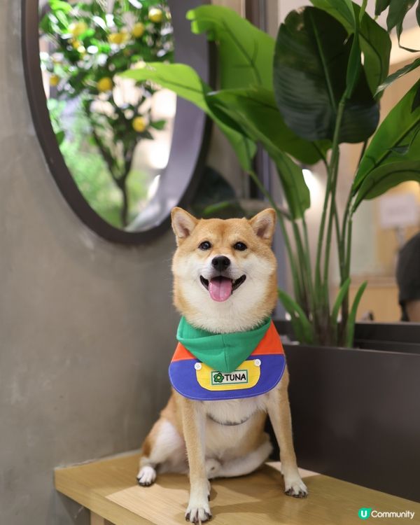 觀塘寵物友善餐廳😍