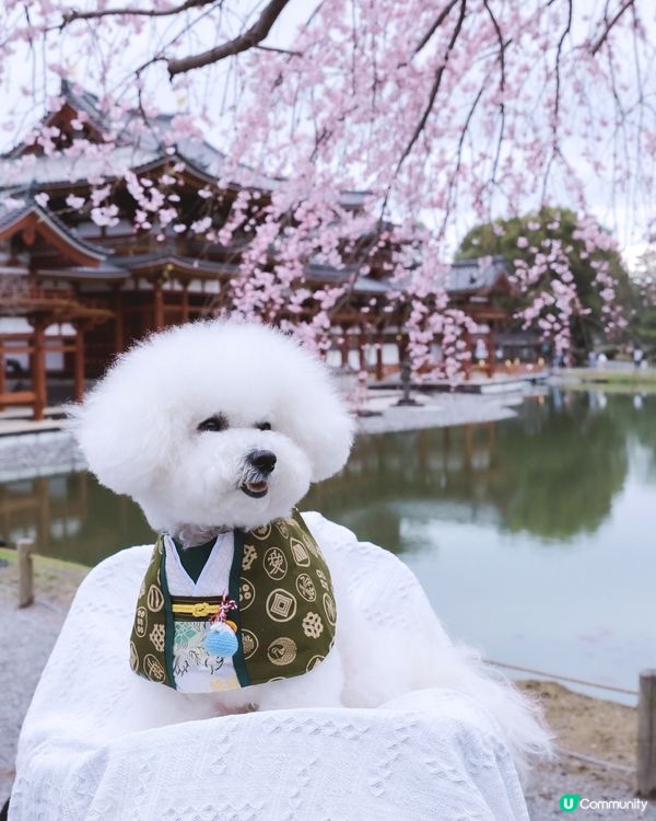 京都平等院🐶！慢活之旅🧘🏻‍♀️心靈平靜之旅！