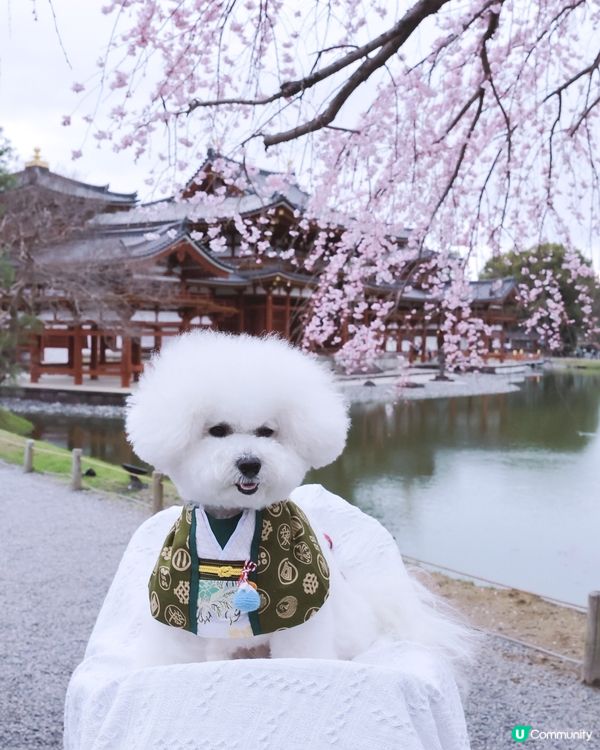 京都平等院🐶！慢活之旅🧘🏻‍♀️心靈平靜之旅！
