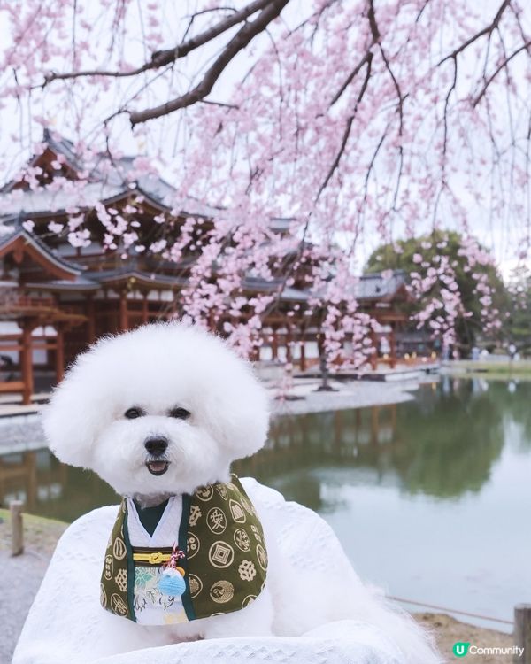 京都平等院🐶！慢活之旅🧘🏻‍♀️心靈平靜之旅！