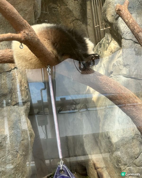 加加得得生日快樂！🎂 一齊去海洋公園玩！🥳