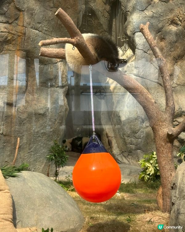 加加得得生日快樂！🎂 一齊去海洋公園玩！🥳