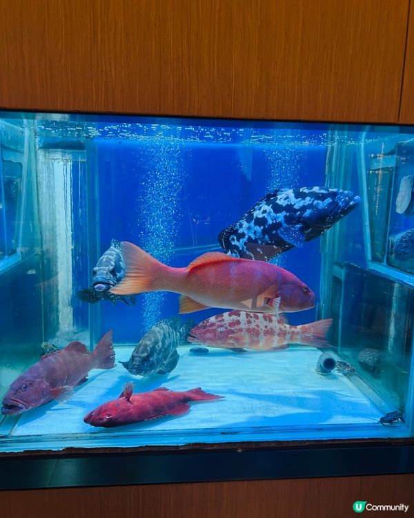 嘆爆酒店粵菜！😋 冰燒三層肉必試！🔥 