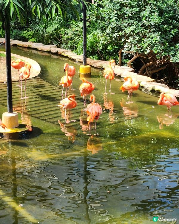 香港動植物公園🌿！150年歷史等你嚟探險！🌳