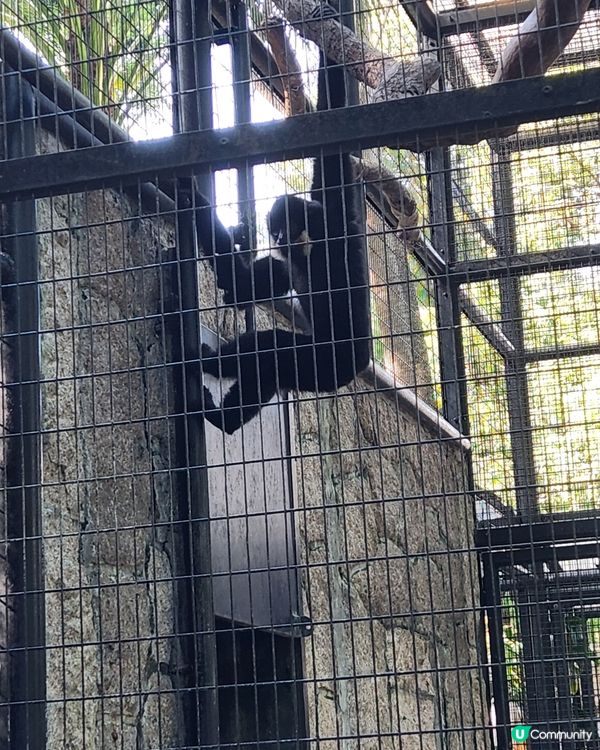 香港動植物公園🌿！150年歷史等你嚟探險！🌳