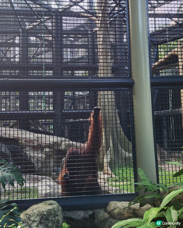 香港動植物公園🌿！150年歷史等你嚟探險！🌳