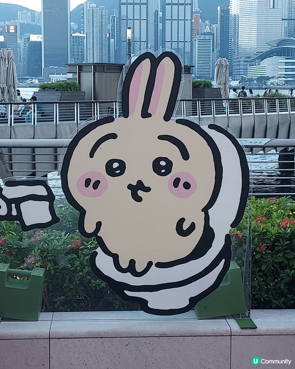 想分享Usagi兔兔，鍾意佢原因好簡單，就係夠可愛，又傻又叻...