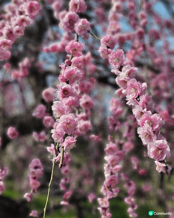 早幾個月去左名古屋望梅花，真係好靚，顏色粉嫩奪目，而且竟然無...