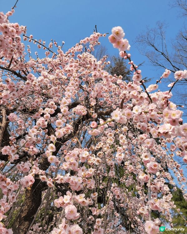 早幾個月去左名古屋望梅花，真係好靚，顏色粉嫩奪目，而且竟然無...